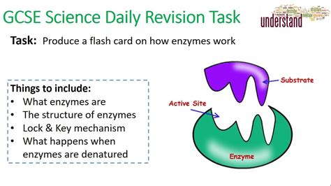 Gcse Science Daily Revision Task 18 Enzymes Youtube