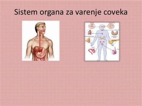 Sistem Organa Za Varenje Coveka