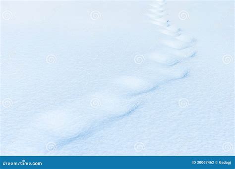 Animal Trail In Snow After Blizzard Stock Photo Image Of Footprint