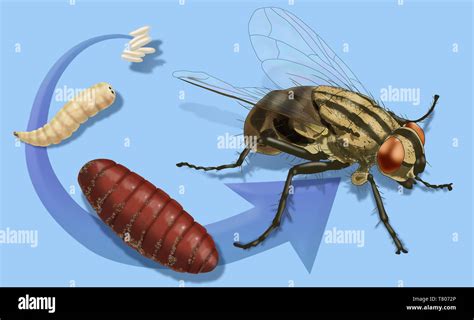 Life Stages Of House Fly Illustration Stock Photo Alamy