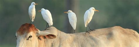 8 Types Of Herons Found In Wisconsin 2023 Bird Watching Hq