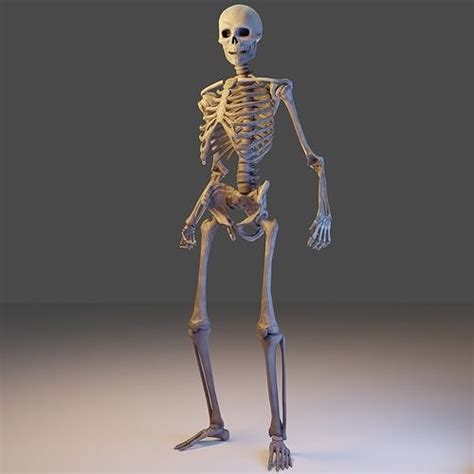3d Model Skeleton Lowpoly 3d Model Videogame Asset Vr Ar Low Poly