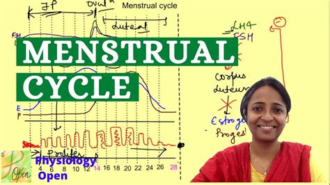 Menstrual Cycle Physiology With Diagram Female Reproductive System Physiology Mbbs 1st Year