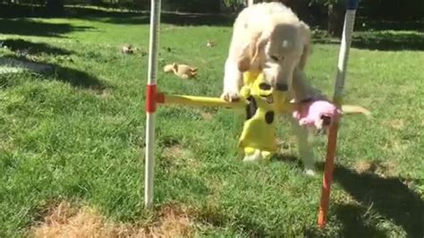 Using a pen, mark the container. Puppy hilariously explores DIY dog treat dispenser (With images) | Diy dog stuff, Diy dog treats ...