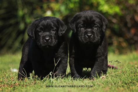 Only guaranteed quality, healthy puppies. Dickendall Labrador Puppies Texas - Texas Labrador Puppies ...