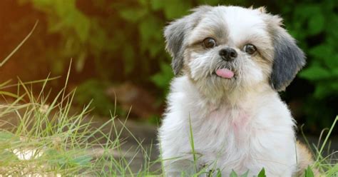 Constipated Shih Tzu Its Causes And Solutions Shih Tzu Times