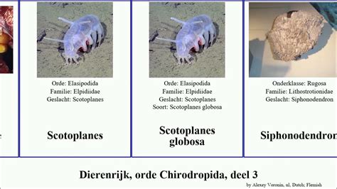 Dierenrijk Orde Chirodropida Deel 3 Pseudechinus Protopterus Animal