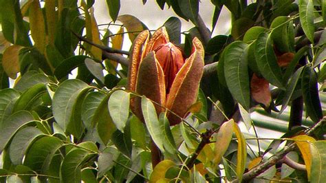 Fruit Of Mahogany Swietenia Mahagoni Which Is A Large Tree