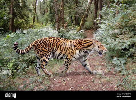 Longdan Tiger Panthera Zdanskyi Abbildung Und Foto Rekonstruktion