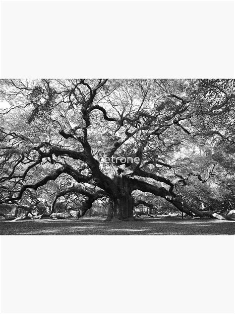 Angel Oak Tree Photographic Print For Sale By Cetrone Redbubble