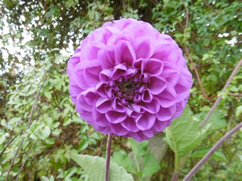 Check spelling or type a new query. Last Month in My Garden, August 2017