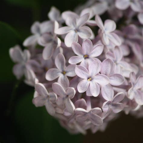 Pale Purple Lilacs Picture | Free Photograph | Photos Public Domain