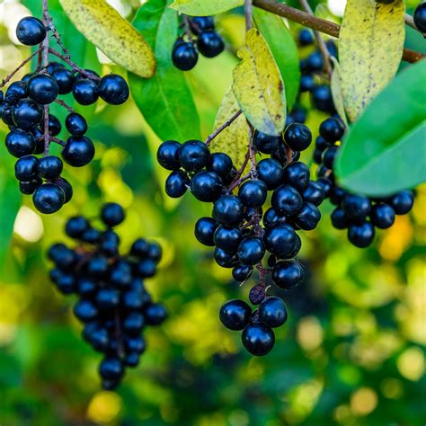 Our Essential Guide To Decorative Winter Berries Plus A Few Imposters