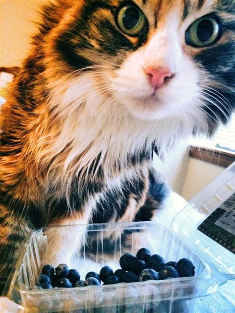 It is advised to not let cats eat grapes and raisins. Post Cats Eating Weird Things | Cats, Animals, Weird