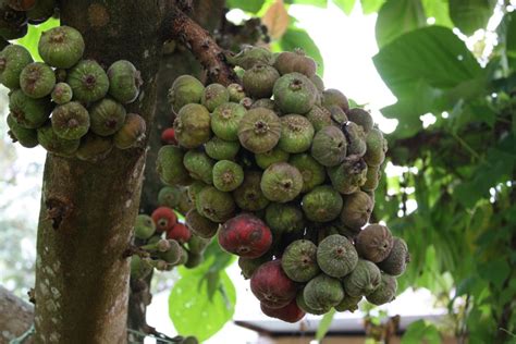 Check spelling or type a new query. Gaya Peneroka: INI BUKAN BUAH ARA.?.BUAH ZAITUN