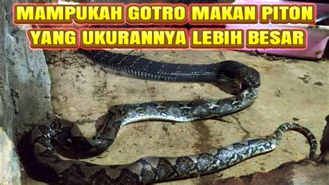 King Cobra Gotro Makan Ular Piton Jumbo Youtube