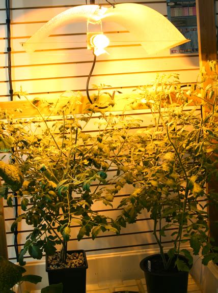 Thankfully, adding a grow light is super easy. Growing Vegetables Indoors | The Gateway Gardener