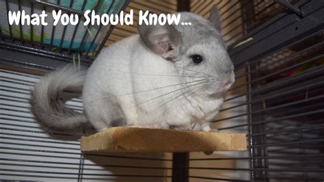 Watch This Before Getting A Chinchilla Youtube