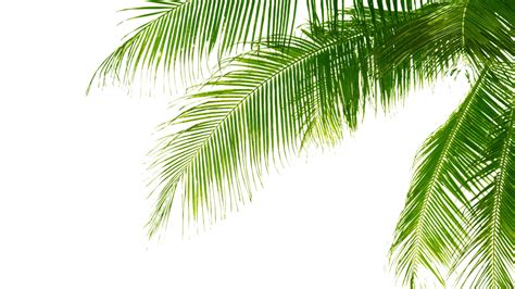 Transparent Background Palm Leaf Png