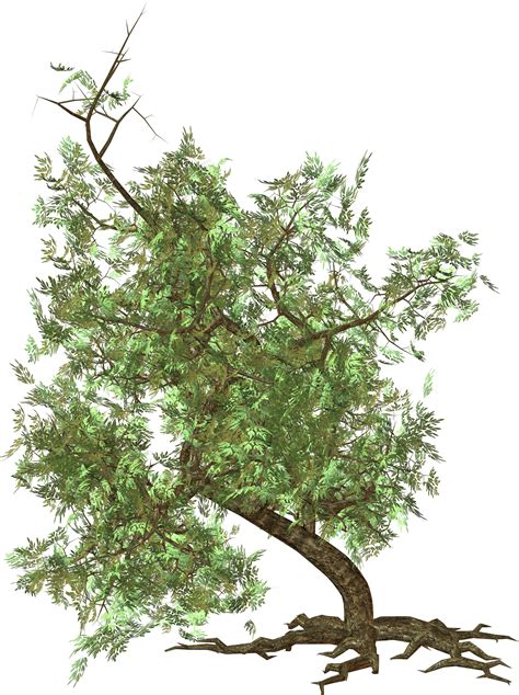 Tree Branches Png Png Image Collection