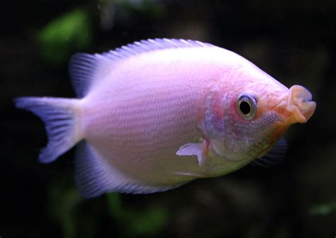 Kissing Gourami Kisser Fish Species Profile