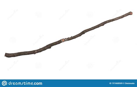 Dry Tree Branch On White Stock Image Image Of Aged 151668509