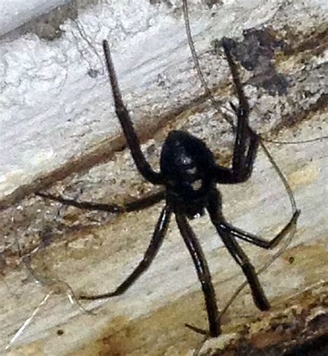 Western Black Widow Spider Pest Control Canada