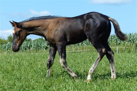 Smokey Black Quarter Horse Colt For Sale In Walters Minnesota