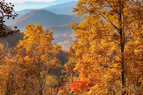 Fall Foliage 2016 Forecast And Guide Blue Ridge Mountain
