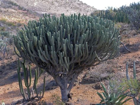 She is a very forgetful girl. Is a cactus a tree? - Quora