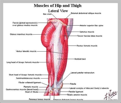 Hip Muscles Anatomy Graph Diagram