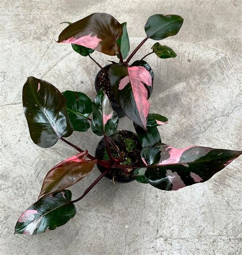 Philodendron Pink Princess Claessen Orchids