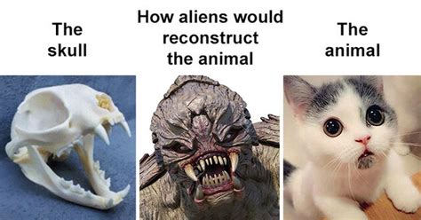 20 Alien Interpretations Of Animal Skulls Vs How They Really Look Like