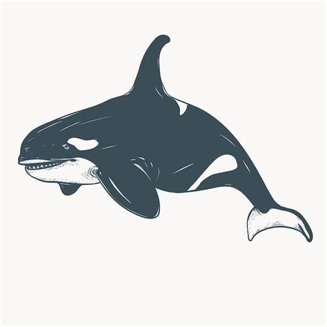 Ilustración Orca Vector Premium