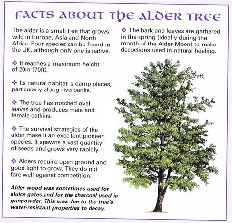 Facts About Alder Tree Alder Tree Tree Of Life Meaning