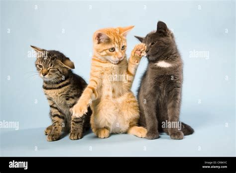 Grupo De Gatos Domésticos Fotos E Imágenes De Stock Alamy