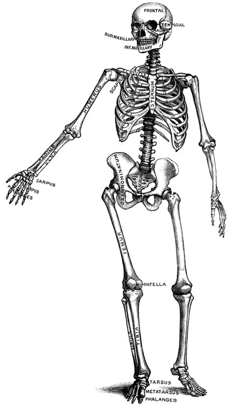 Human Skeleton Outline Clipart Best