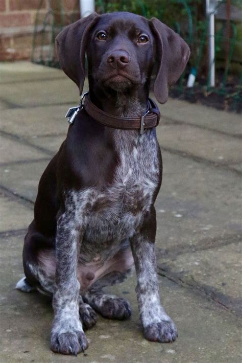 Even young puppy pointers will start pointing at sounds really early on, just like how bassets and bloodhounds will even. 1705 best German Shorthaired Pointers images on Pinterest ...