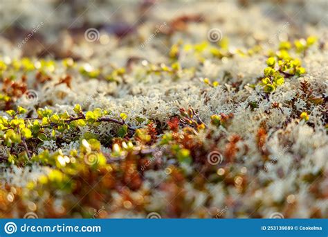 Arctic Tundra Lichen Moss Close Up Found Primarily In Areas Of Arctic