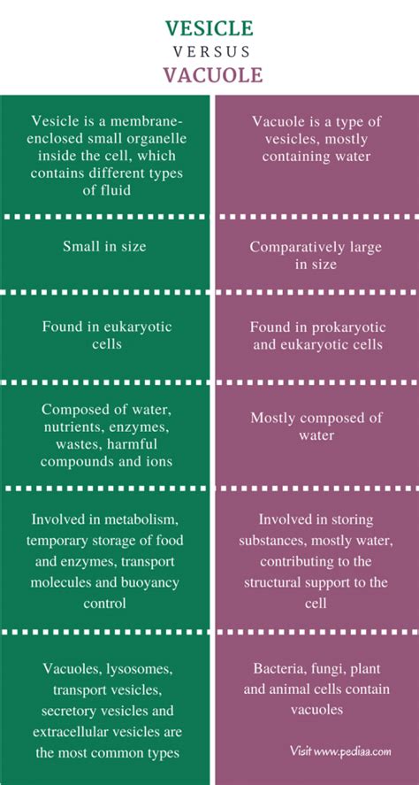 Difference Between Vesicle And Vacuole Structure Types Functions