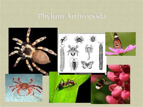 Ppt The Arthropods Powerpoint Presentation Free Download Id2888156