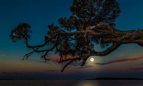 Tree And Full Moon Hd Wallpaper Background Image 2043x1229 Id