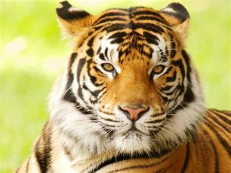 10 Interesting Bengal Tiger Facts My Interesting Facts