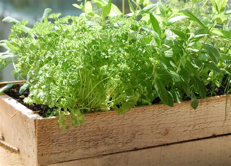 Blackwoods.co.za Tips on Growing Herbs - Easy to Grow Indoors and Out