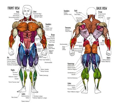 Associating the muscle's characteristics with its. Basic Anatomy | Health Guide