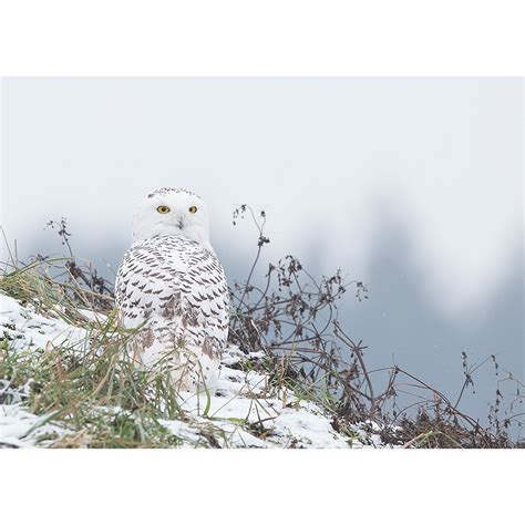 Snowy Owl Post Stone