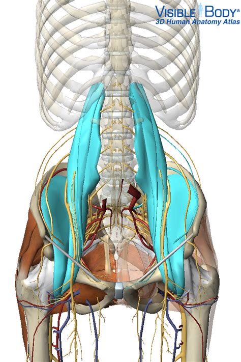 Hip abduction, flexion and med. Low Back PainPreston Health Collective