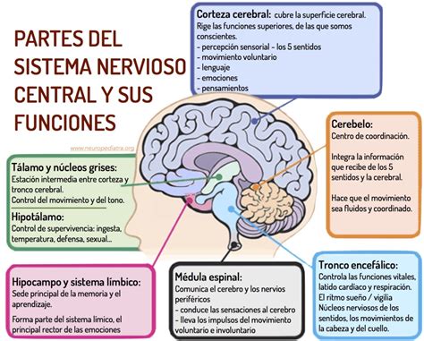 Mapa Conceptual De Las Funciones Del Sistema Nervioso Image Boni