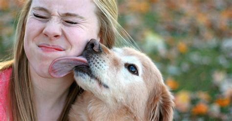 7 Alasan Mengapa Anjing Suka Menjilat