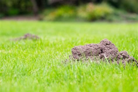 Small Holes Appear In Your Lawn Overnight Heres What To Do